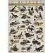 (24x36) Dinosaurs Chart Art Poster Print