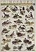 Dinosaur Poster Laminated