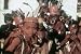 Classic Haiti Film DVD: 1942 Haitian Culture, People, Art, Food, Clothing, Language & History Travelogue Pictures Film