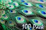 30-40 Peacock Feathers (Pack of 100)