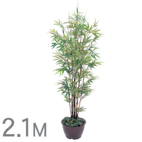 【人工植物】黒竹林 2.1m