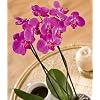 Phalaenopsis Orchid