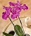 Phalaenopsis Orchid