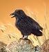 Raven Folkmanis Puppet - Plush, 16 Inches
