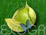 Eigenschaften Exoga  / Mexican Tomatillo Green - Physalis ixocarpa gruen Tomaten Samen
