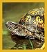 Box Turtle Bookmark Image