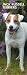 Jack Russell Terriers 2012 Slimline Calendar