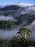 Canopy of Virgin Dipterocarp Rainforest, Danum Valley Conservation Area, Sabah, Island of Borneo Photographic Poster Print by Lousie Murray, 9x12