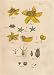 ST. JOHN'S WORT Illustration by John Miller Botanical Studies from 1779. Poster print.