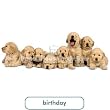 Golden Retriever Puppies Birthday Card Paper House Productions