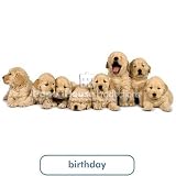 Golden Retriever Puppies Birthday Card Paper House Productions