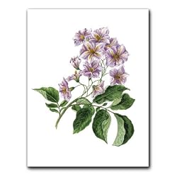 Delicate Flowers - Gift Enclosure Cards (set of 12)