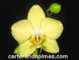 Phal. Brecko Pobells 