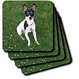 Dogs Fox Terrier - Toy Fox Terrier 1 - Coasters