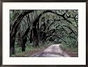 Live Oaks Line a Dirt Road, Cumberland Island, Georgia, USA Framed Photographic Poster Print by Gavriel Jecan, 29x21