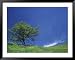 Lone Oak, Spring Greens, Washington, USA Framed Art Poster Print by Darrell Gulin, 49x39