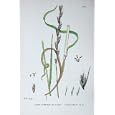 BOTANY PLANTS c1902 COMMON DARNEL LOLIUM TEMULENTUM