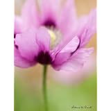 Blumenbild: Im Farbrausch mit Schlafmohn als Kunstdruck / Fotoprint im Format 60cm x 45cmvon "NatureToPrint"