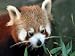 Red Panda, Taronga Zoo, Sydney, Australia Photographic Poster Print by David Wall, 32x24