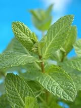 Peppermint Eucalyptus Classic Jar