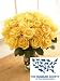 Two Dozen Humane Society of the United States Roses