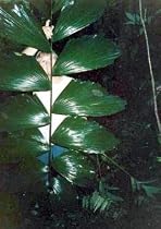 Stilt Palm 5 Seeds - Iriartea gigantea - RARE