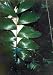 Stilt Palm 5 Seeds - Iriartea gigantea - RARE