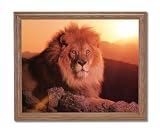 Lion In The Wild At Sunset Animal Wildlife Home Decor Wall Picture Oak Framed Art Print