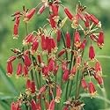 Ida Maia Firecracker Flower 3 Bulbs - Dichelostemma