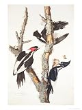 Ivory-Billed Woodpecker, 1829 Animals Giclee Poster Print by John James Audubon, 36x48