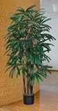 5 &acute; Raphis Palm Silk Tree - B001DQIWTG