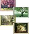 Scripture Greeting Cards-KJV-Boxed-Get Well - "Groves of Compassion"