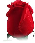 Floral RoseFeather Handmade Feather Roses - 12pc Gift Box