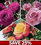 AARS Winners on Sale Collection, Set of 3