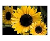 Seeing Sunflowers Photographic Poster Print by Janet E Cartwright, 20x16