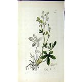 1795 の Sowerby の Alchemilla の Alpina の植物の植物のハーブ