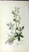 1795 Sowerby Alchemilla Alpina Botanical Plant Herb