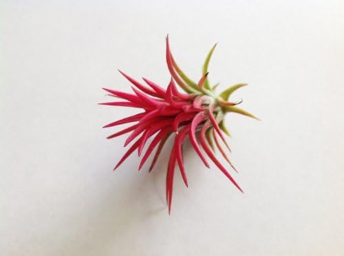Glass Home Gardens - Air Plant Tillandsia Ionantha Fuego Singles