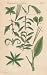 GIANT Wall Sticker of: DETERMINATE LEAVES, Plate 29 Illustration by John Miller Botanical Studies from 1789 Featured plants: Weymouth Pine, Strawberry Blite, Sweet William, Raddish, Myrtle-leaved Polygala, Marsh American Pine, Indian Reed, Virginia Clove Lychnis, Dyer's Madder.
