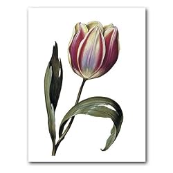 genus Tulipa 37 - 5" x 7" Museum Quality Greeting Card