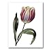 genus Tulipa 37 - 5" x 7" Museum Quality Greeting Card