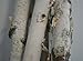 Wilson Decorative Birch Poles 8 Feet Long (2 Poles, 3''- 4'' Diameter)