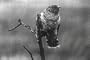 Silent Vintage Nature Cinema: The Cuckoo DVD (1920s)