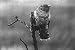 Silent Vintage Nature Cinema: The Cuckoo DVD (1920s)