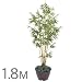 �y�l�H�A���z�L�����C�|�� 1.8m