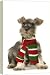 Dog - Schnauzer puppy wearing a scarf. - 20 Inch Canvas Print (51 cm) by Ardea