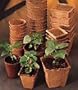 10 Burpee Seed Starting 3" Square Peat Pots