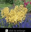 Golden Spirit Smoke Tree Five Gallon Plant