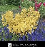 Golden Spirit Smoke Tree Two Gallon Plant