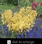 Golden Spirit Smoke Tree Two Gallon Plant